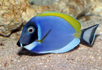 image.jpg