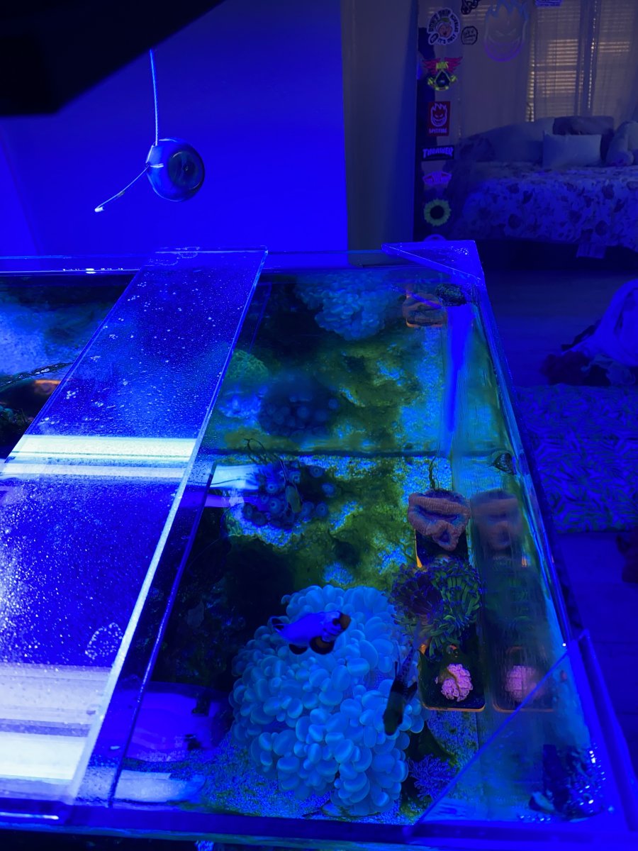 Bison  Building an aquarium with Silicone Glass