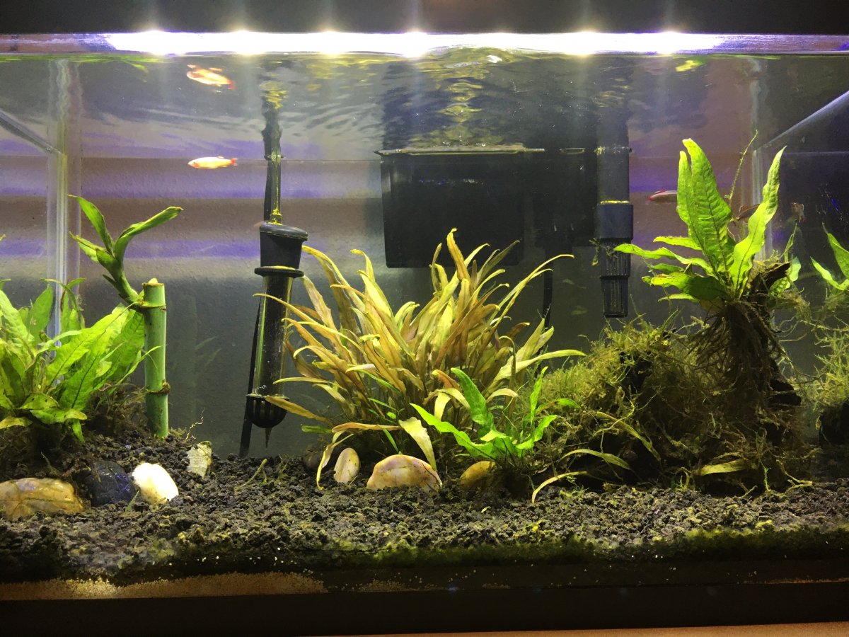 Build Thread My Planted 10 Gallon Freshwater Aquarium A Beginner s Guide Reef2Reef
