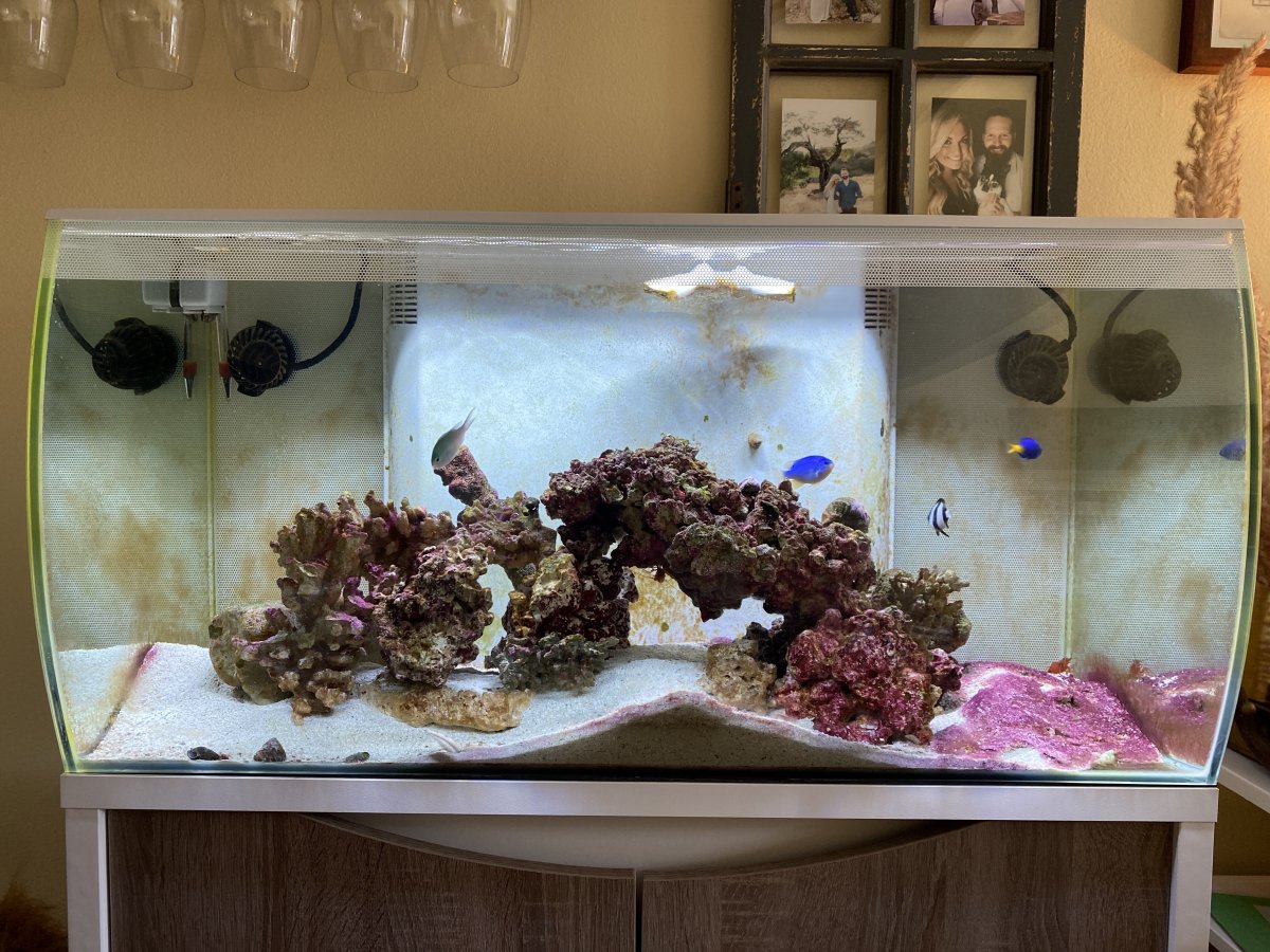 Picture of Natural Algae Control | Reef2Reef
