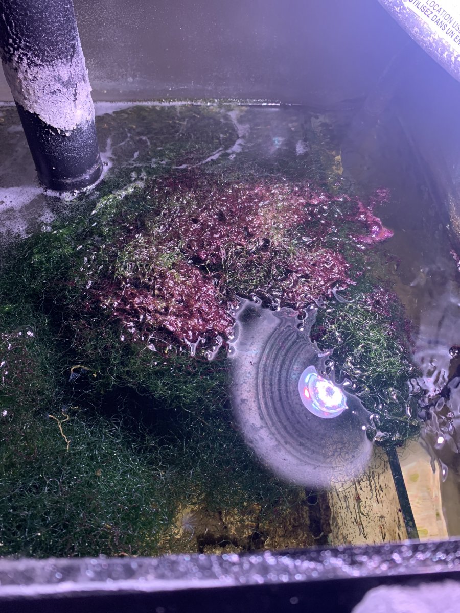 Red algae with cheato | Reef2Reef