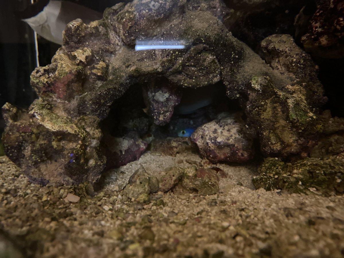 Purple Tilefish main image 0