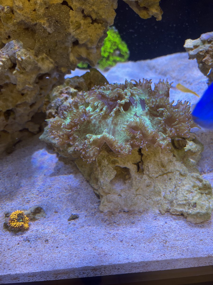 Elegance coral tips not extending. | REEF2REEF Saltwater and Reef ...
