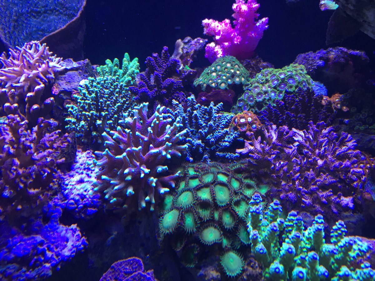 I'm bored, let's see your reefs. | Page 10 | REEF2REEF Saltwater and ...