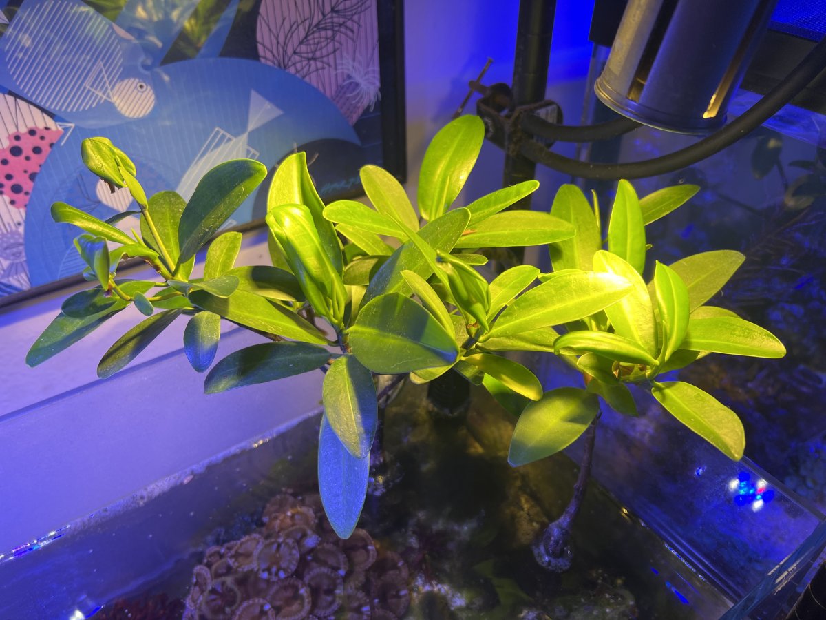 Best lighting for a broad variety of macroalgaes? | Reef2Reef