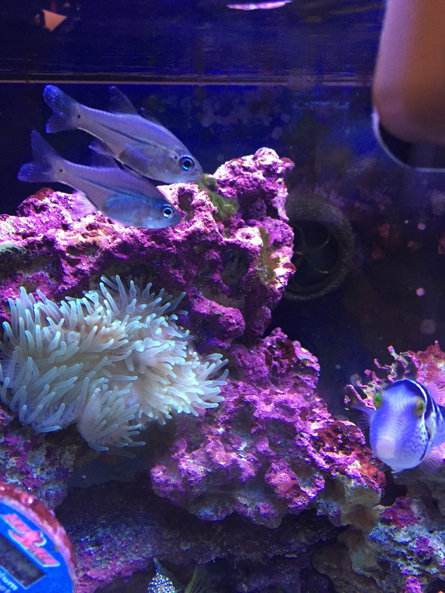 What species of Cardinalfish is this? | Reef2Reef