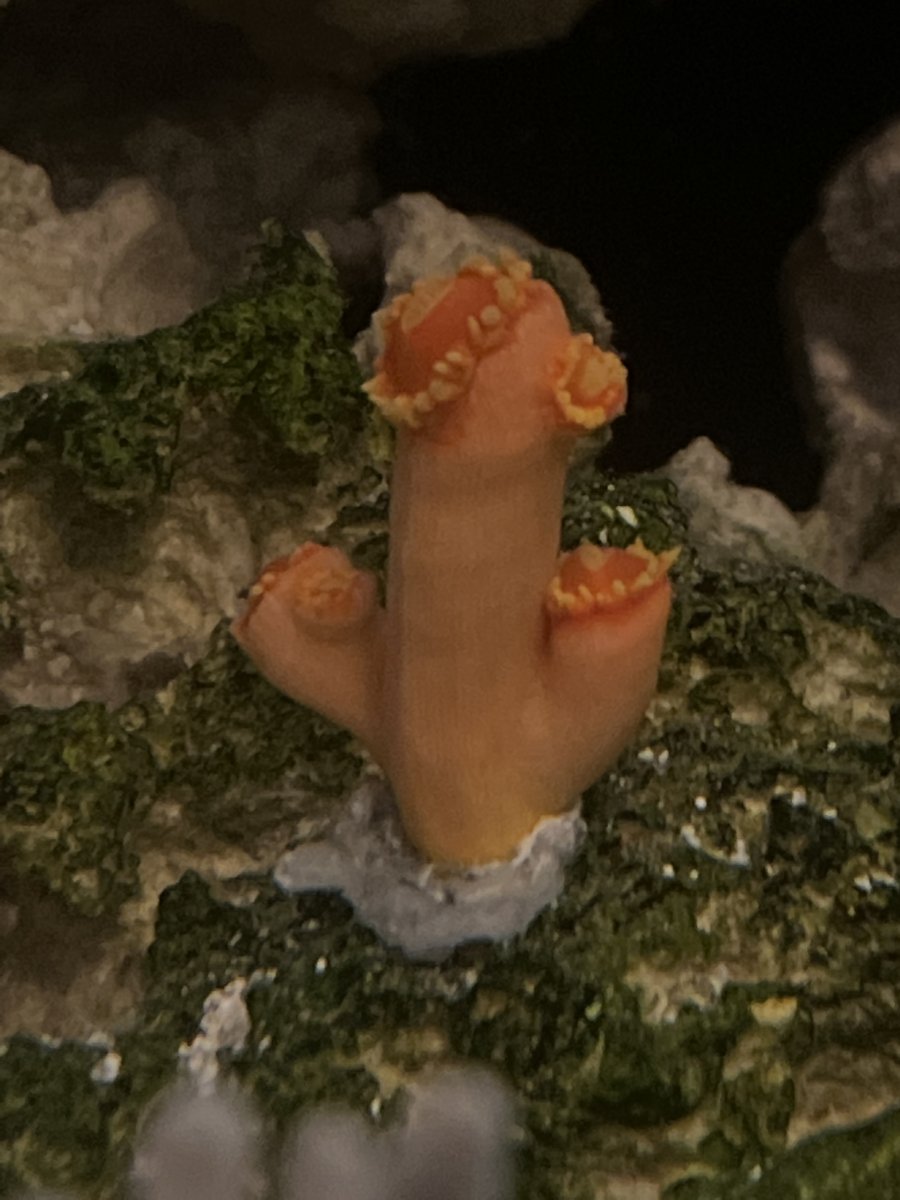 Dendro coral care. | Reef2Reef