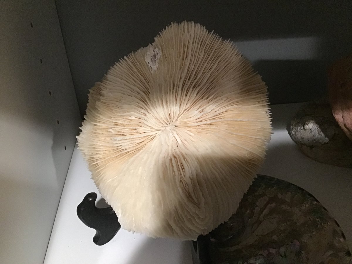 QUESTION OF THE DAY - Are you a Bone Collector? | Page 4 | Reef2Reef