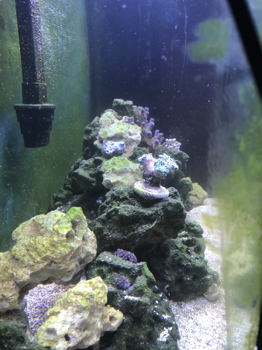 A closer look at Controlling Nitrates In A Reef Tank
