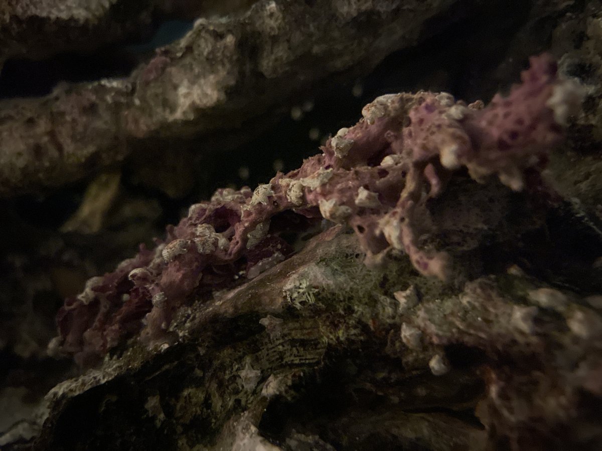 Build Thread - 4’x2’x2’ build… The Dragons’ Forest | Page 53 | Reef2Reef