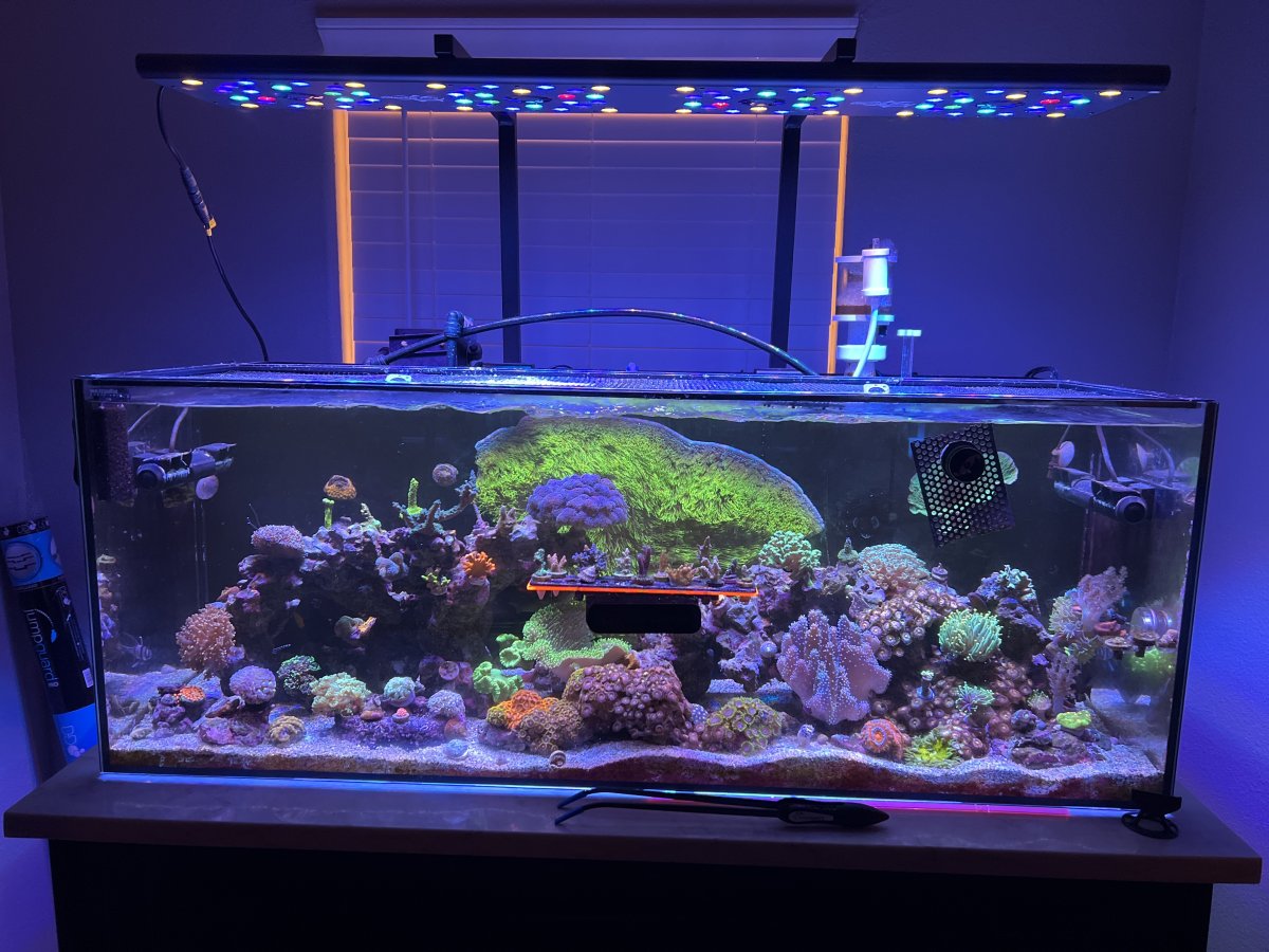 What corals should I transfer to a new upgraded tank first? REEF2REEF