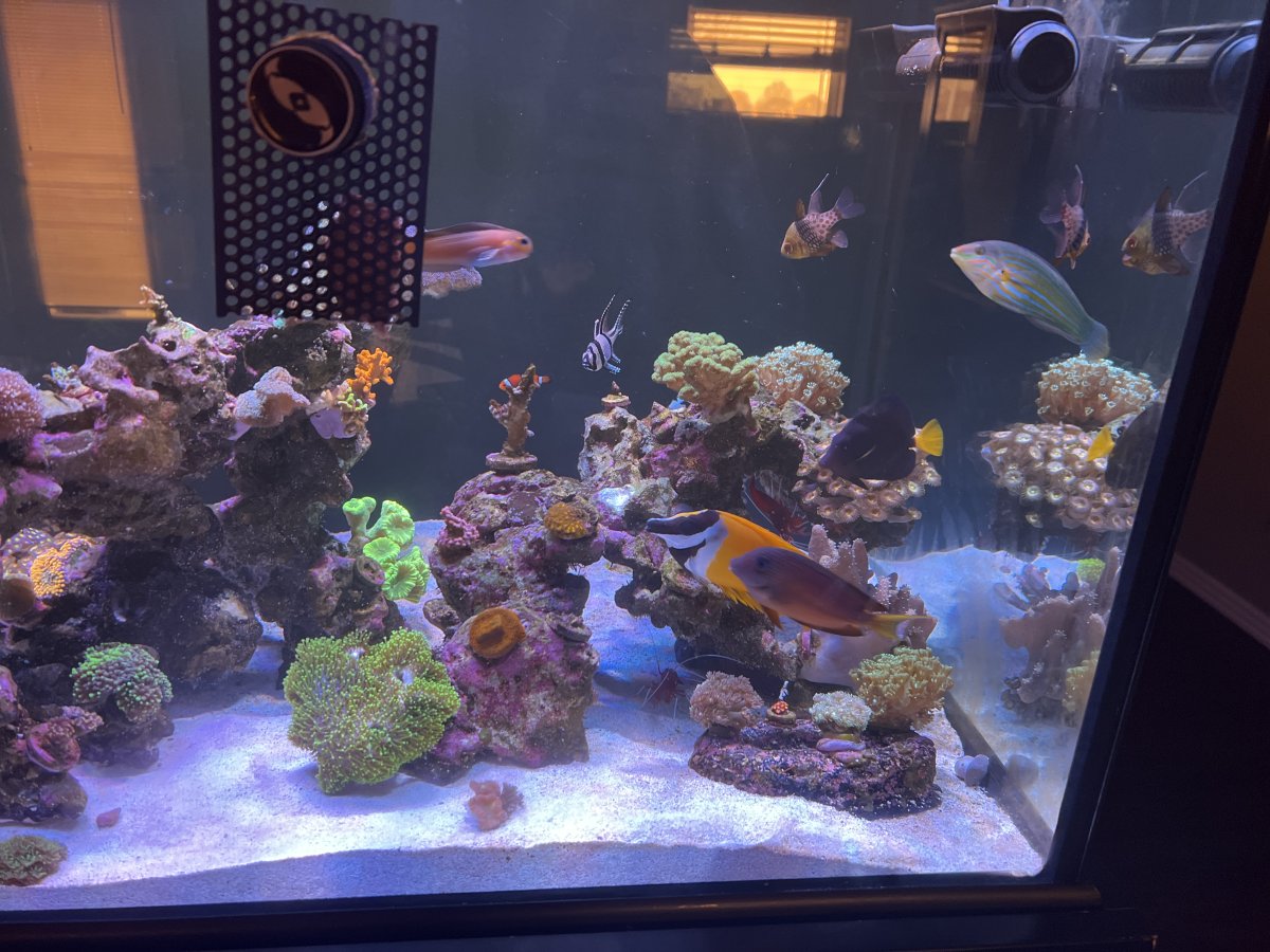 What corals should I transfer to a new upgraded tank first? REEF2REEF