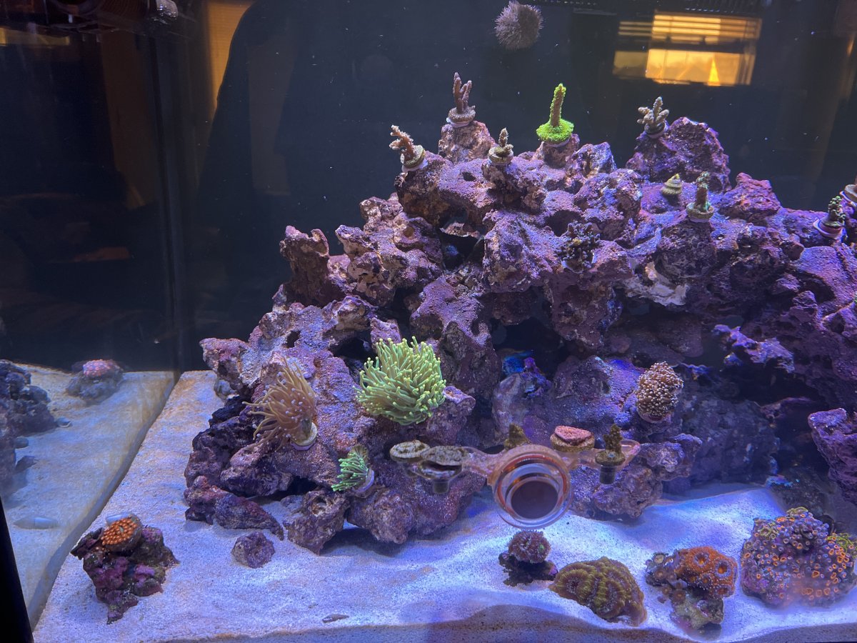 What corals should I transfer to a new upgraded tank first? REEF2REEF