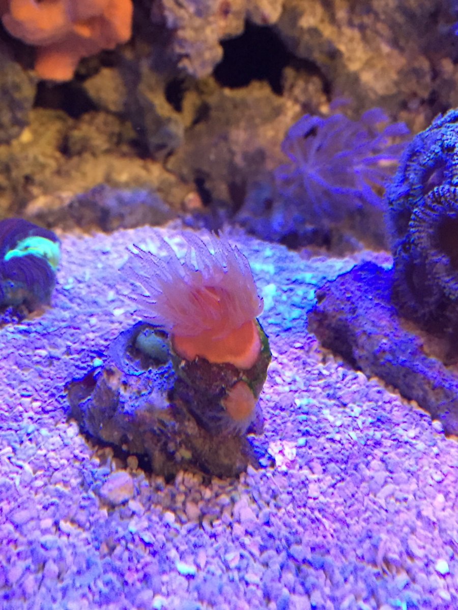 Dendro or sun coral? | Reef2Reef