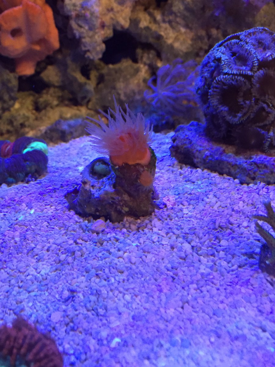 Dendro or sun coral? | Reef2Reef