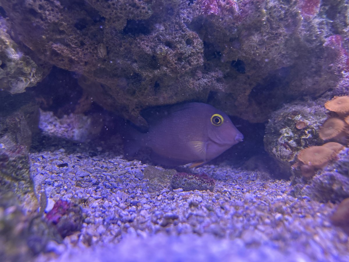 QUESTION OF THE DAY - Small tank tangs: Have you kept a Bristletooth ...