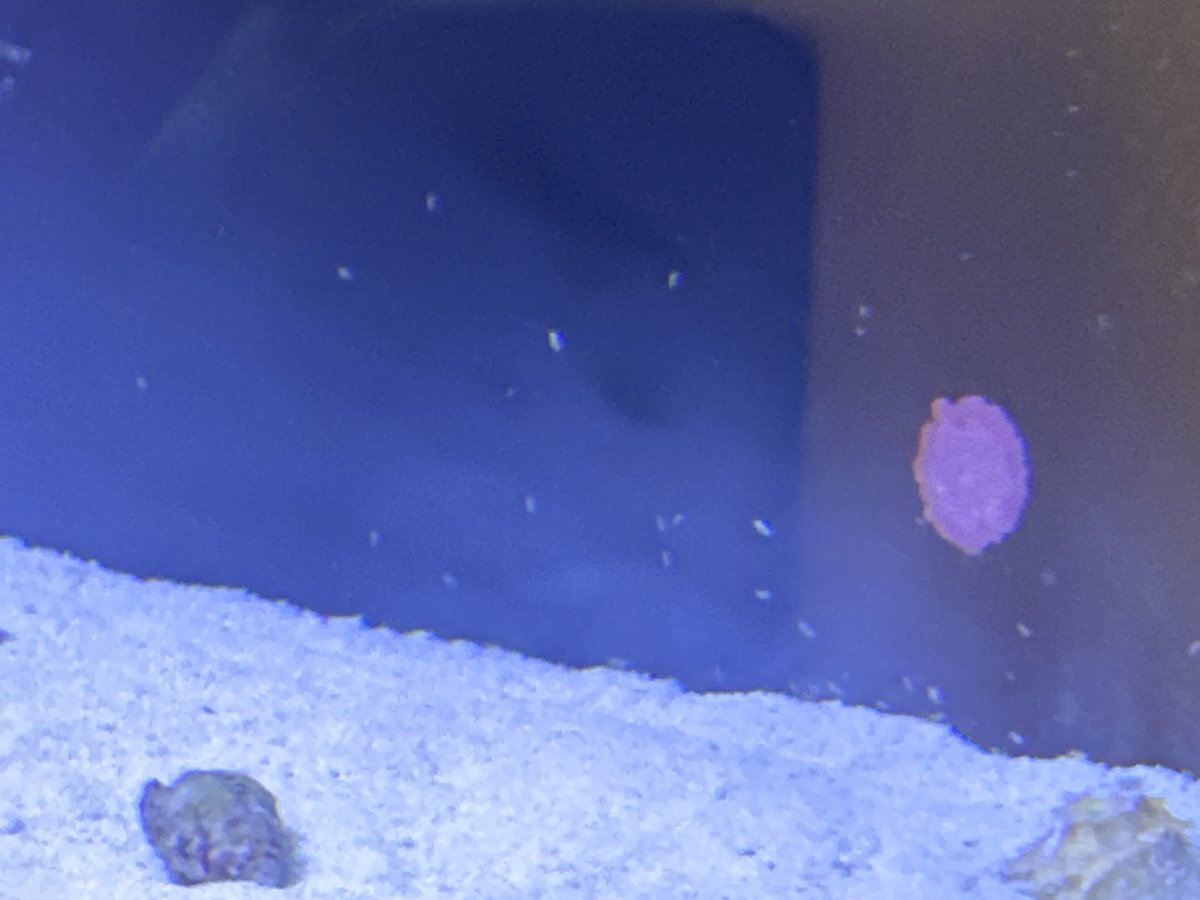 Help identify little critters please! | Reef2Reef
