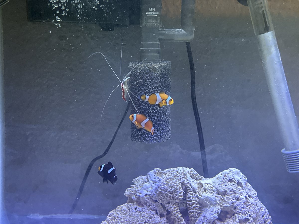 Premium Aquacultured Clownfish” as in Snowflake Clownfish with Ocellaris  Clownfish.