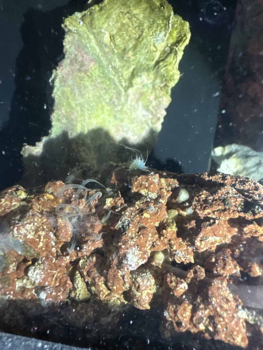 New tank and just found aptasia please help! | REEF2REEF Saltwater and ...