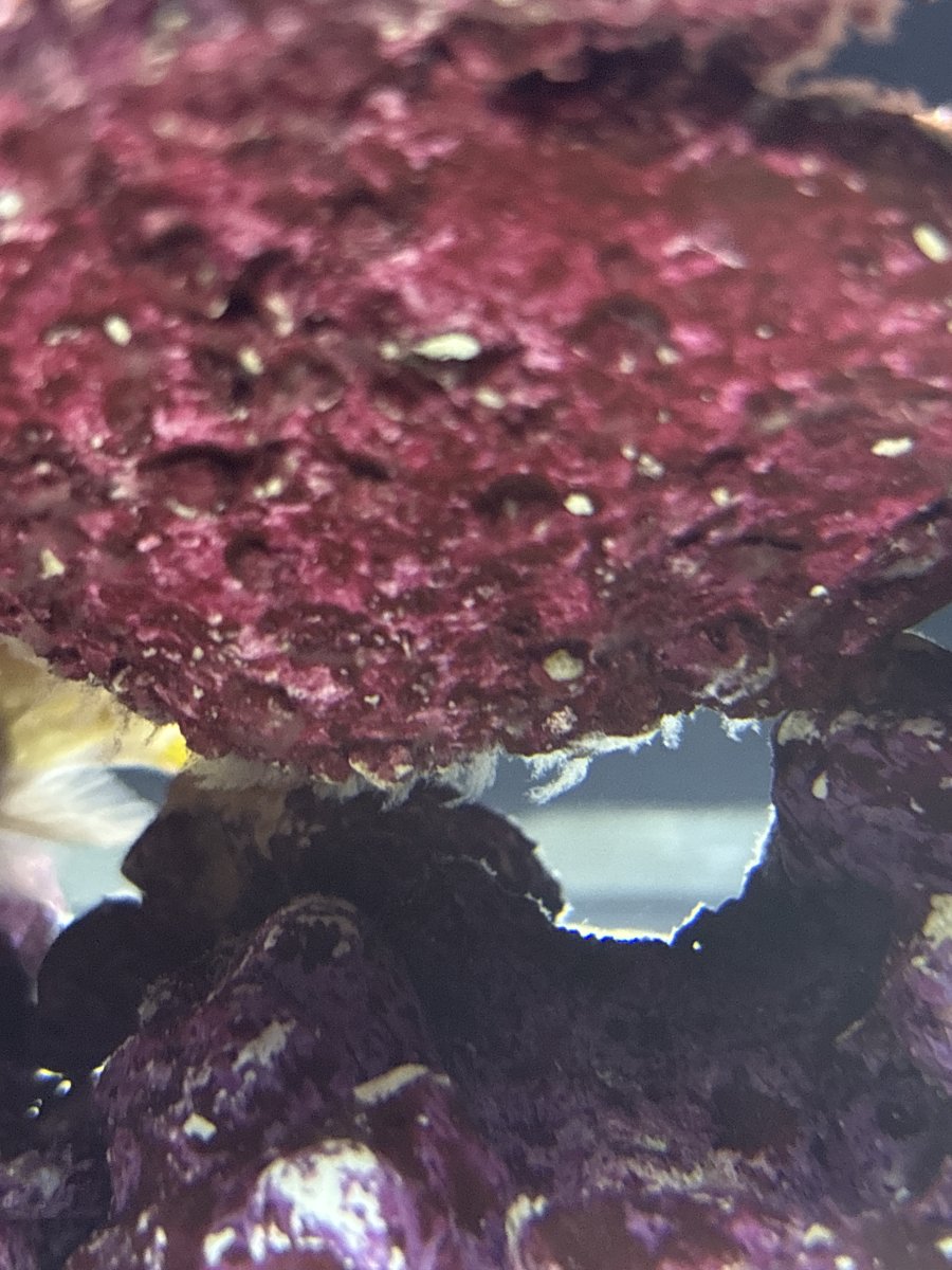 White stuff on rocks? Either bacterial or detritus? | Reef2Reef