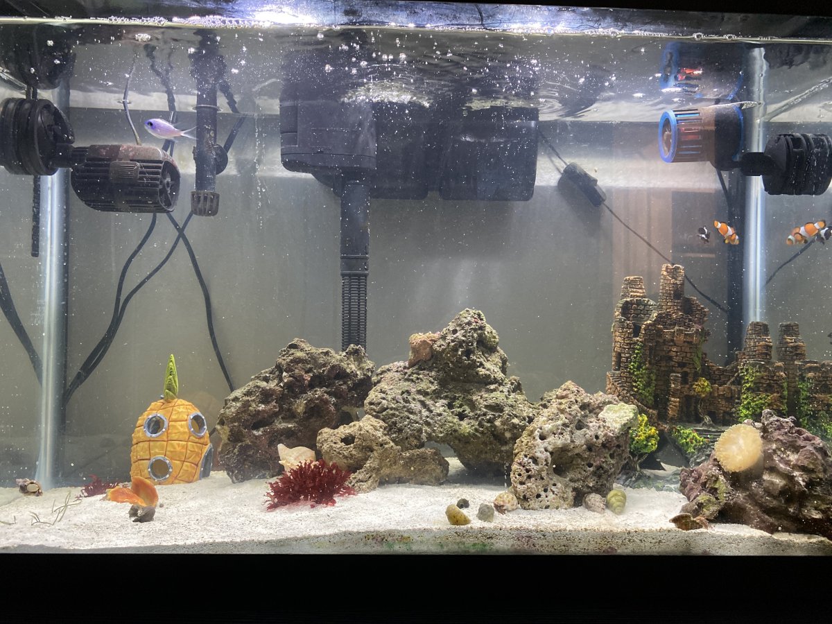 29g tank very new to the hobby  REEF2REEF Saltwater and Reef Aquarium Forum