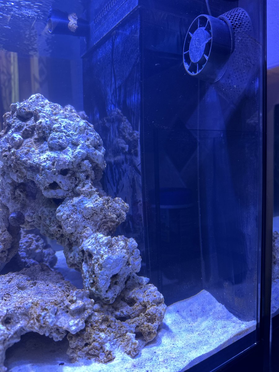 Red Sea Reefer 170 G2 and Nero 5 pumps | Reef2Reef