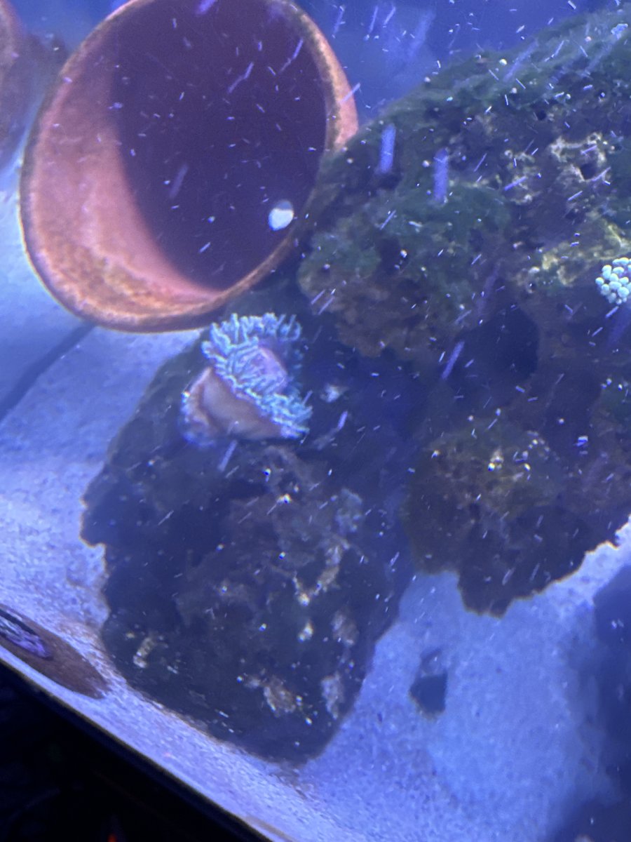 Anenome killed my tank | REEF2REEF Saltwater and Reef Aquarium Forum