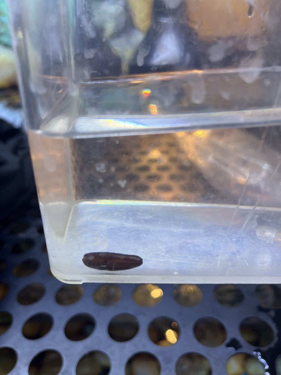 Marine leech or slug?  REEF2REEF Saltwater and Reef Aquarium Forum