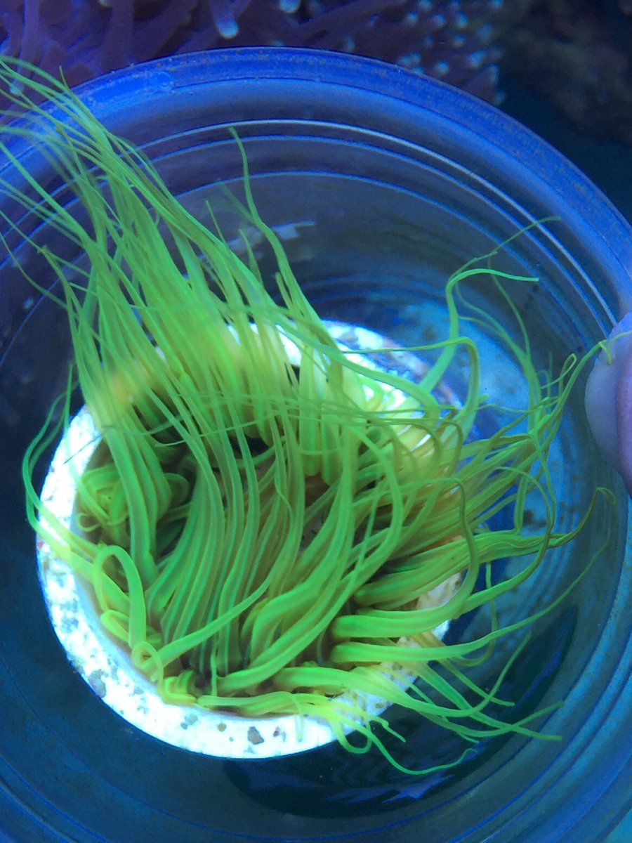 Metallic Green Tube Anemone | Reef2Reef