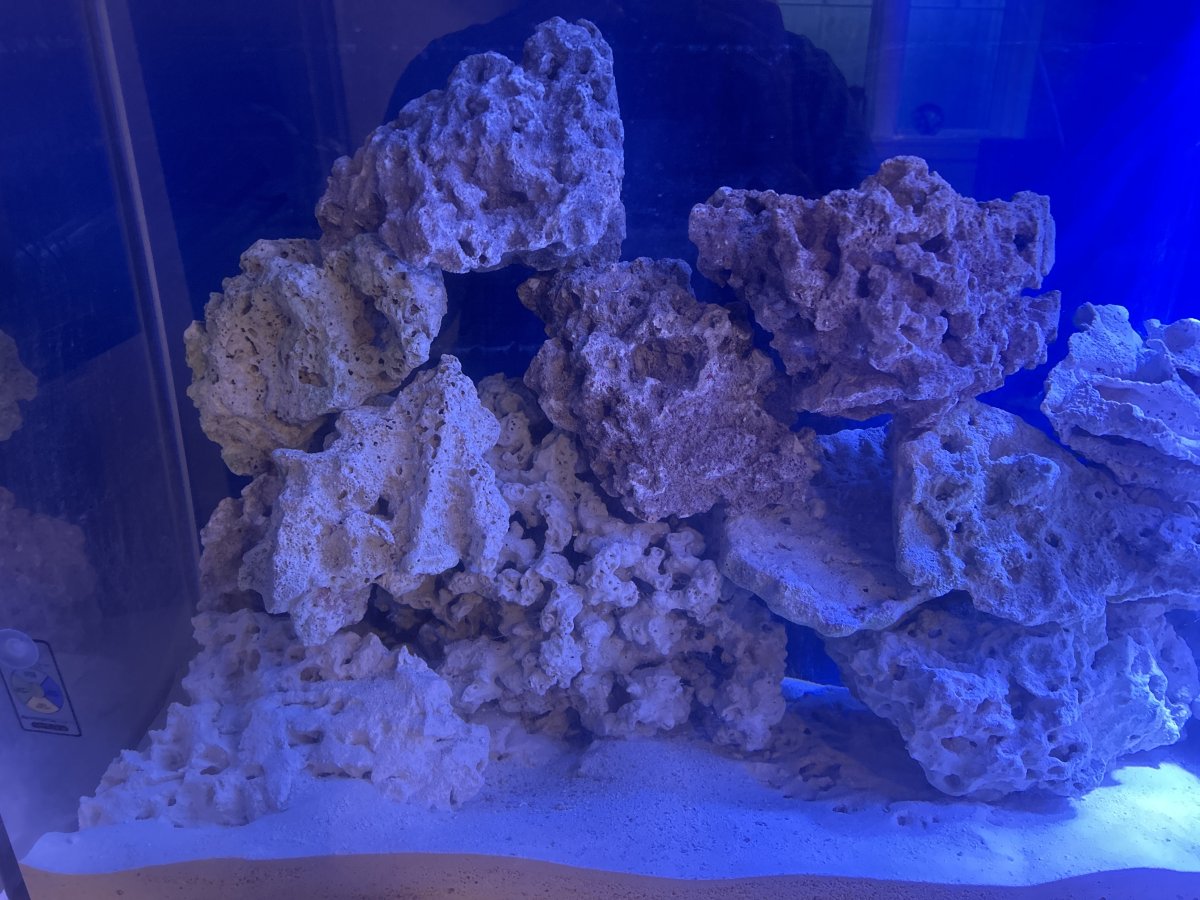 What are good starting Soft and LPS corals for a new tank? | Reef2Reef