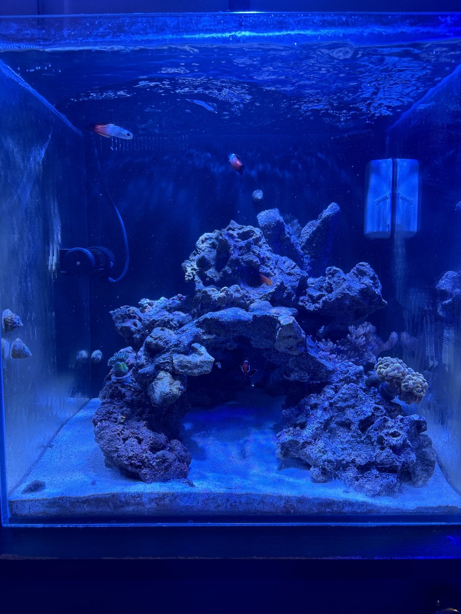 Centerpiece coral? | Reef2Reef
