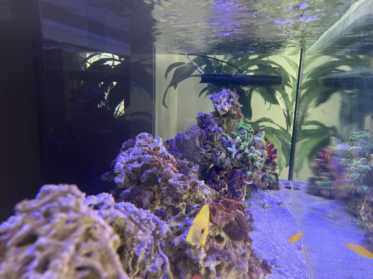 EMERGENCY TANK FAILURE RED SEA REEFER | Page 9 | Reef2Reef