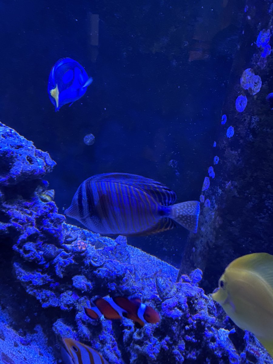 What Tangs, Foxfaces too, in your reef? Notice: Tang police not allow ...