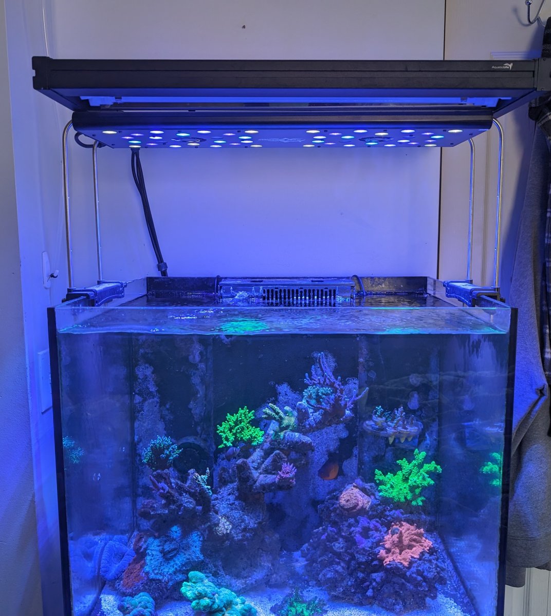 Which t5 to add to my Led's | Reef2Reef