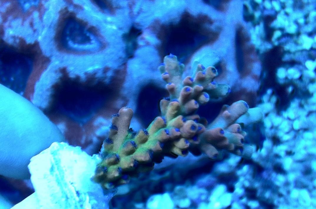 Reef Raft (RR) Jaw Dropper Acro | Page 3 | Reef2Reef