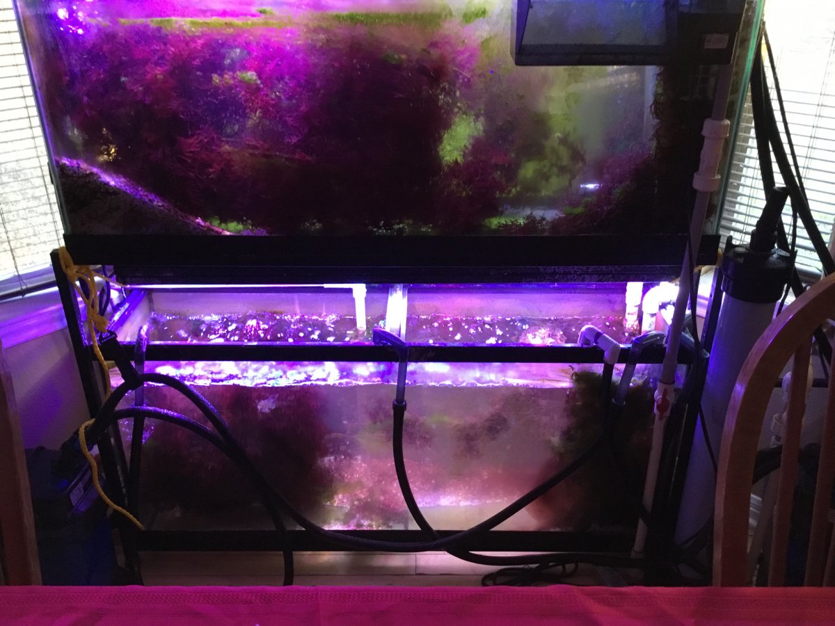 Algae filtration as a super food | Reef2Reef