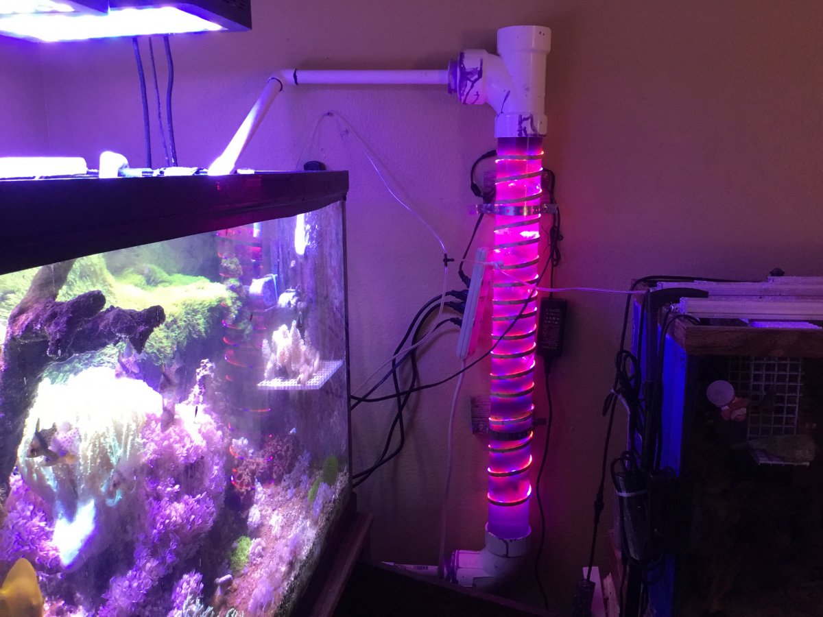 View of It's Magic: Biofiltration & Photosynthesis | Reef2Reef