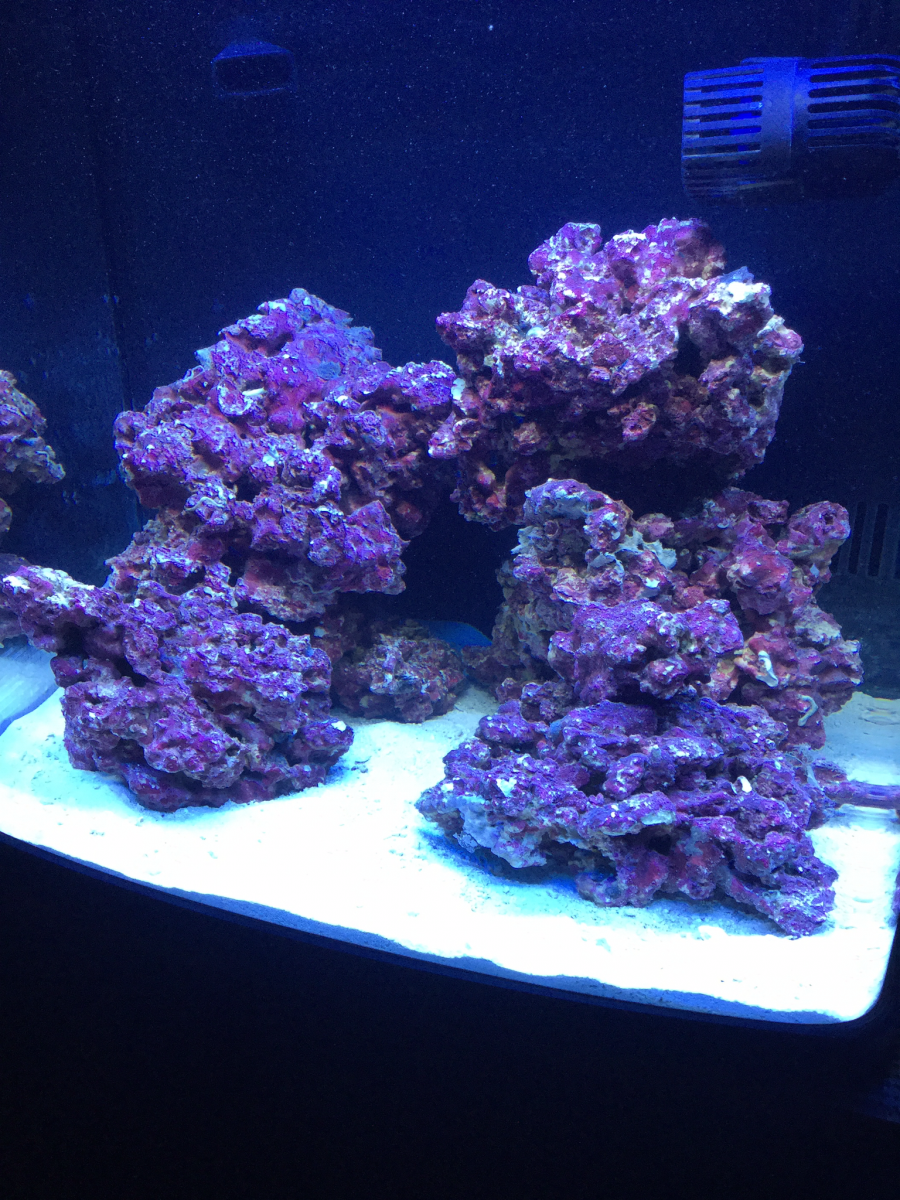 schaamte Schuldenaar Handel Nano Build - Show off your nano tank aquascape | REEF2REEF Saltwater and Reef  Aquarium Forum