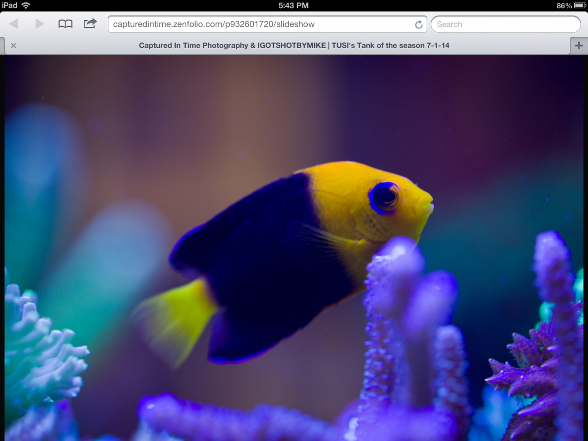 Rare. Hybrid & Uncommon Fish (post photos) | Page 6 | Reef2Reef
