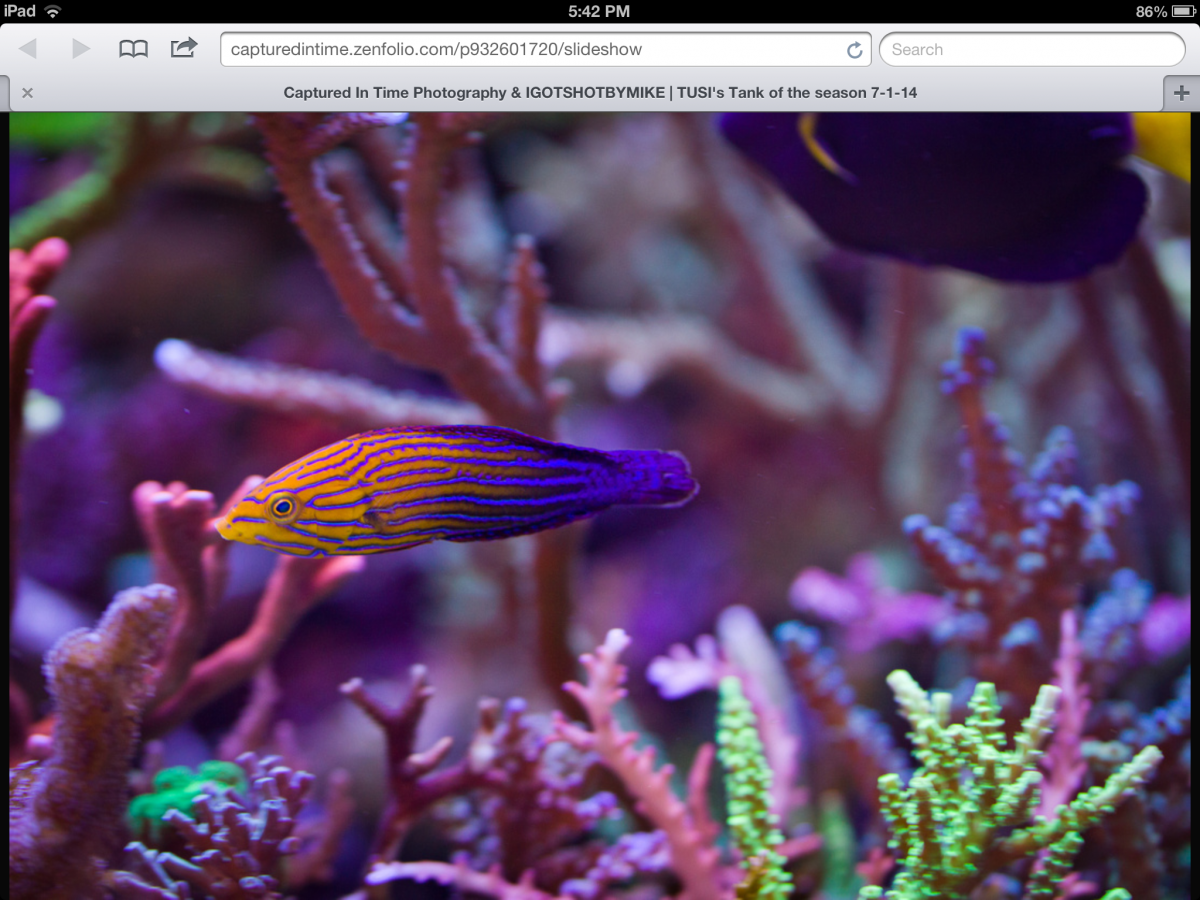 Rare. Hybrid & Uncommon Fish (post photos) | Page 6 | Reef2Reef
