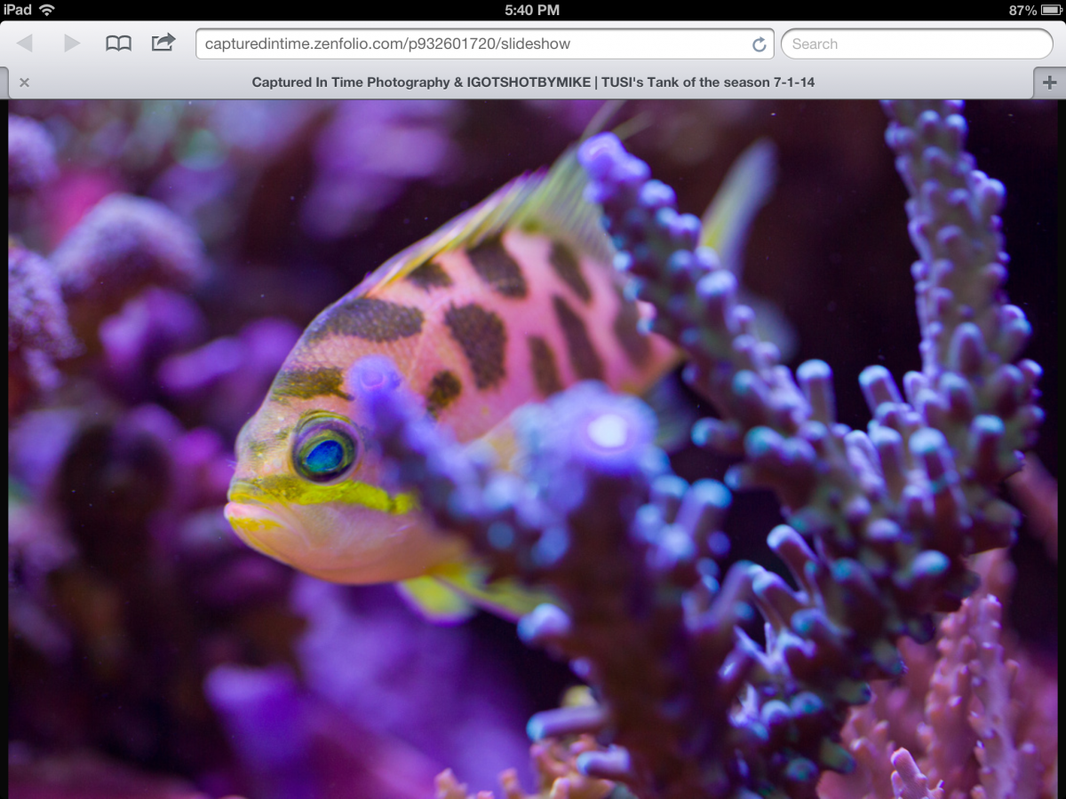 Rare. Hybrid & Uncommon Fish (post photos) | Page 6 | Reef2Reef