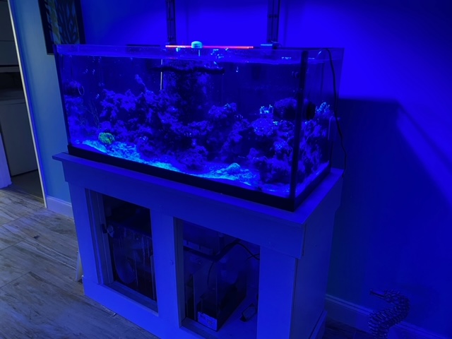 Florida - Georgia - 75 Gallon Deep Blue Rimless $600 | Reef2Reef
