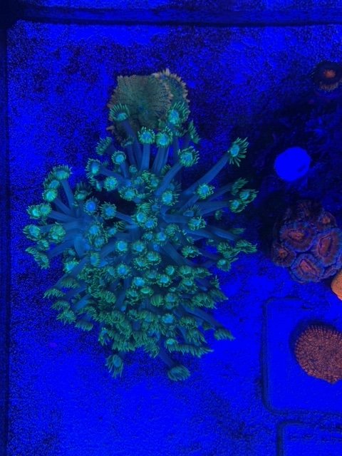 RL Neon Icon Goniopora - Colony 1A - WYSIWYG main image 0