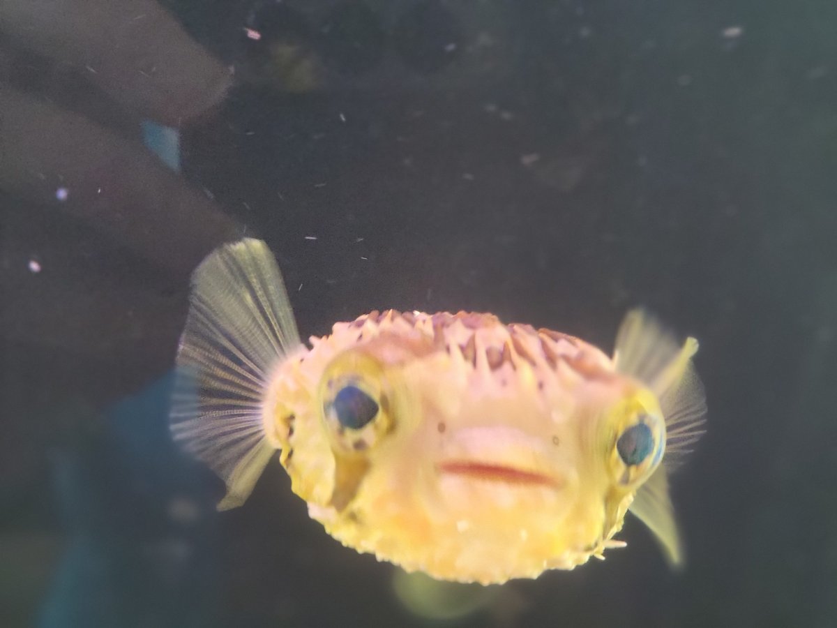 Porcupine puffer food online
