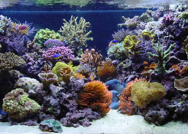 QUESTION OF THE DAY - Reef Aquariums that INSPIRE! What tank is your ...