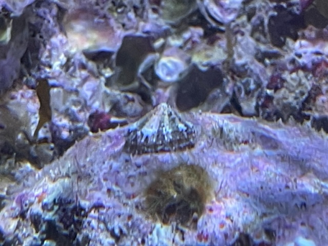 Build Thread - Ocean Live Rock 25 Gallon IM Lagoon | Reef2Reef