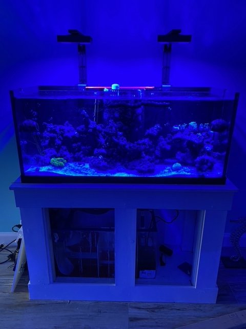 Florida - Georgia - 75 Gallon Deep Blue Rimless $600 | Reef2Reef