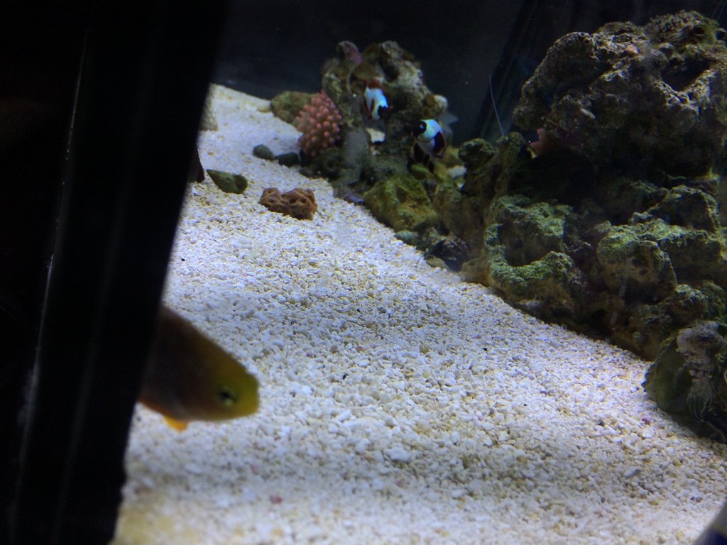 Image1484575380.718366.jpg