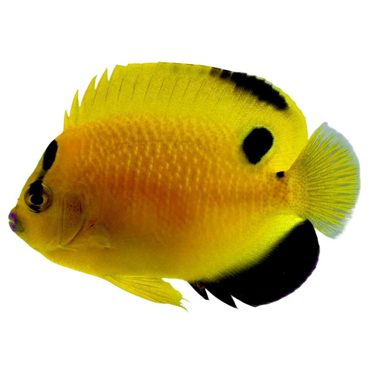 Image1asas.jpg