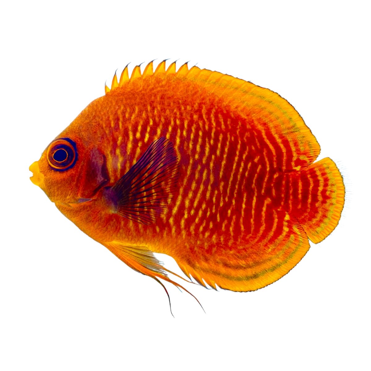 Image3fff.jpg